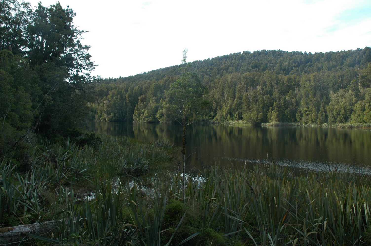 128   24 01   Greymouth   Fox Glacier